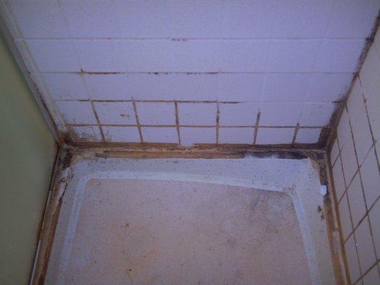 Before Shower Regrout