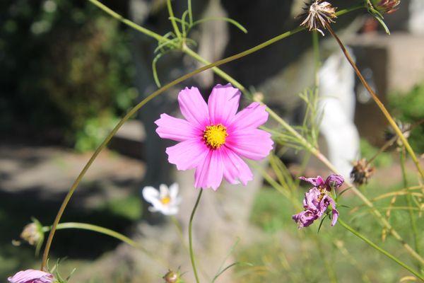 Neighborhood bloom