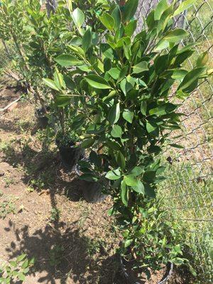 Our new Ficus trees from Buena Creek nursery for privacy barrier