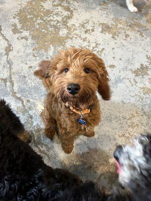 Photo of my pup at daycare!