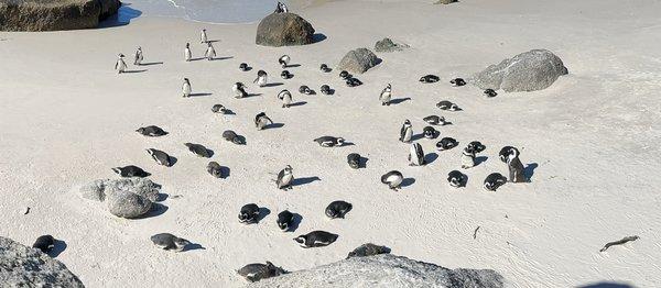 Penguins on a beach in South Africa