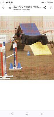 Cali jumping great