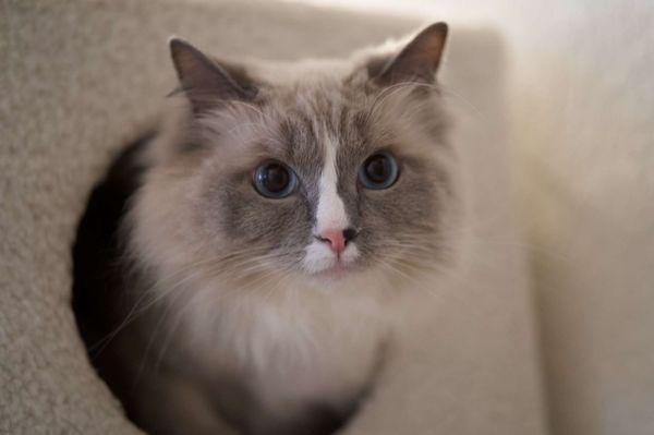 Ragdoll