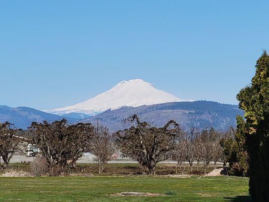 Mt. Adams