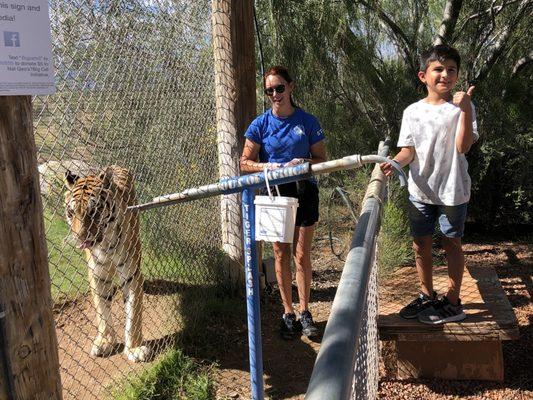 Tiger feeding: thumbs up from my great nephew and tongue out from the tiger!