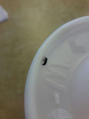 Bug found in sweet tea