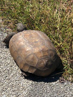 Weekiwachee Preserve