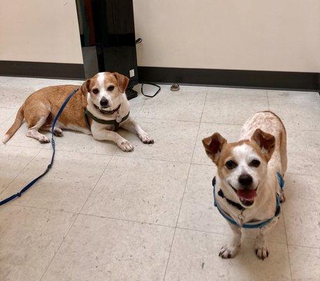 My dogs in the clinic.