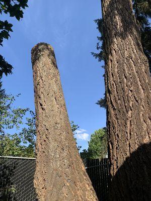 topped tree so stem wood provides stability to "twin" and habitat for animals