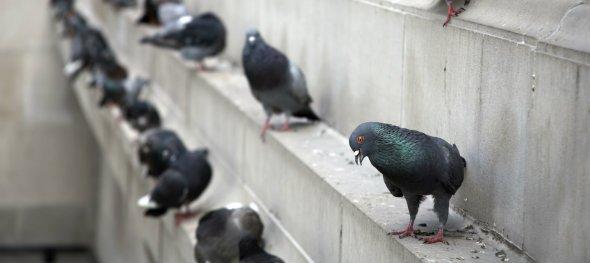 Birds Can Spread Disease & Cause Millions Of Dollars In Property Damage