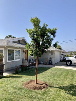 Our new Strawberry Tree