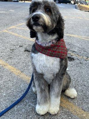 Bernedoodle with a perfect trim from Rachel!