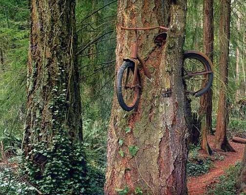 Bike grown into a tree