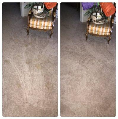 Before and after of stains in carpet