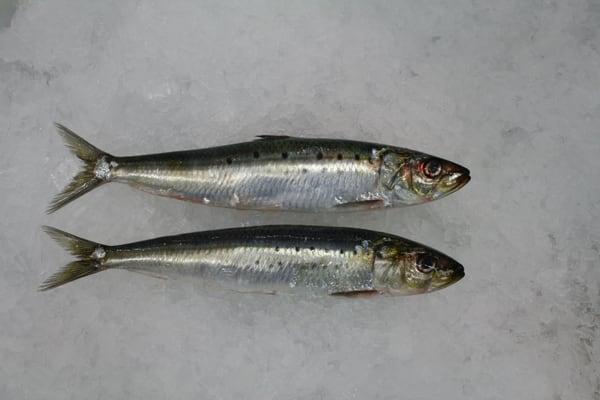 Local bay area sardines (most often from Monterey)