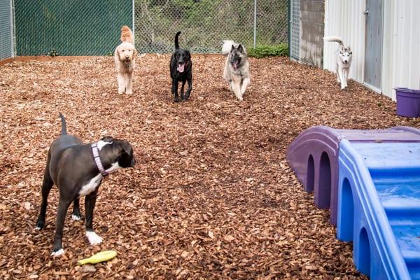 Some of the big Daycare kids, playing in the yard