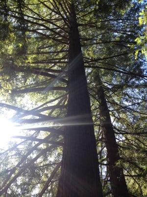 Tall redwoods