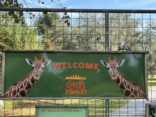 Giraffe Farm