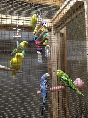 Parakeets