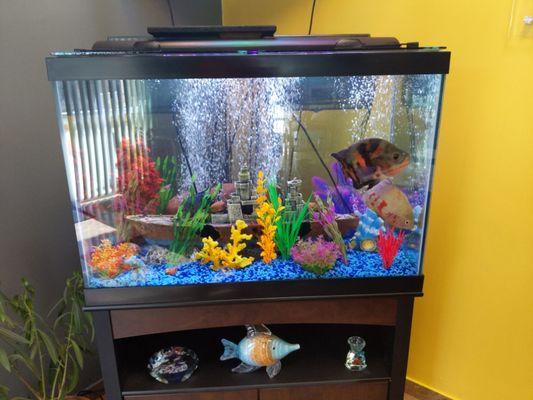 This is our awesome professional tropical fish tank setup for client enjoyment when you visit us!