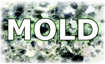 Mold Remediation