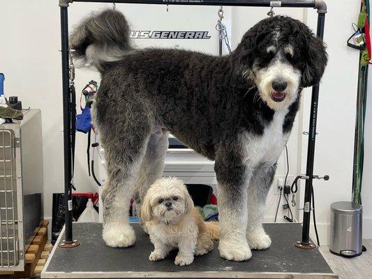 Bernedoodle (95 lbs) with Shih Tzu (9 lbs)