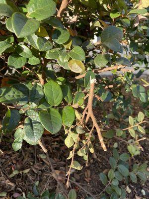 Shrub in front, destroyed by NCTC