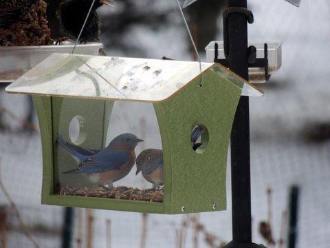 Green Solutions Bluebird feeder for mealworms - GSBBF