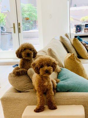 Our toy poodles, Monte & Gizmo!