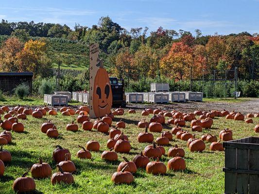 Pumpkin Patch