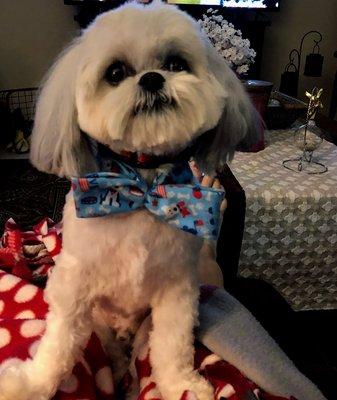 Love the bow tie he got from his grooming appt.