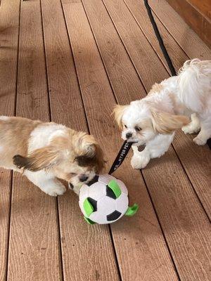 Buddy and Ruby, our favorite pals!