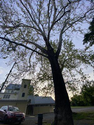 Beautiful setting under beech trees by Stoney Creek