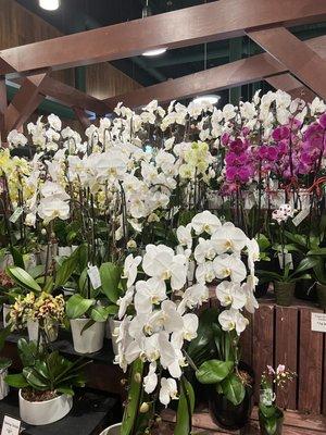 Orchid heaven