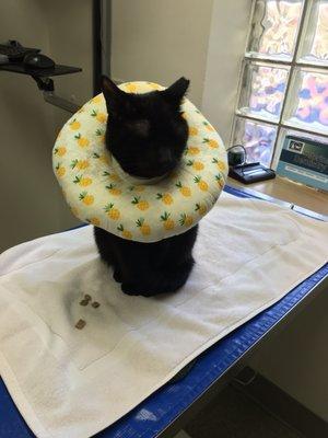 Inky at the clinic during a health issue last year. She was so calm despite the cone.