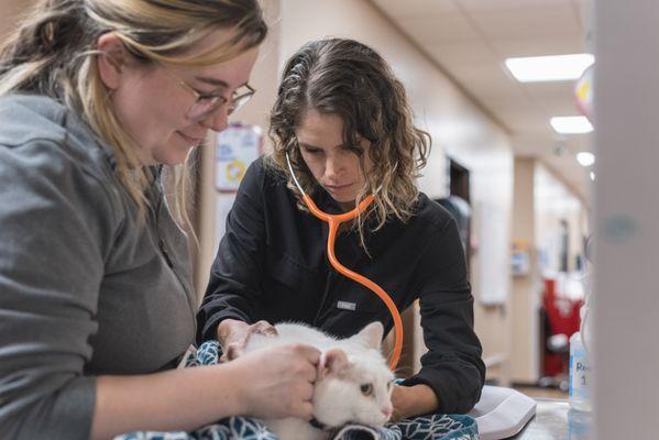 Dr. Haddock examining a kitty patient.