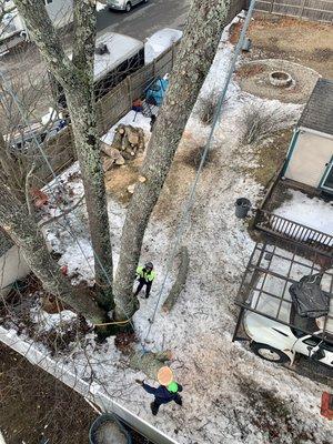 Tree removal