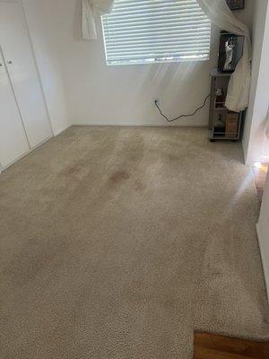 Dining room carpet after cleaning