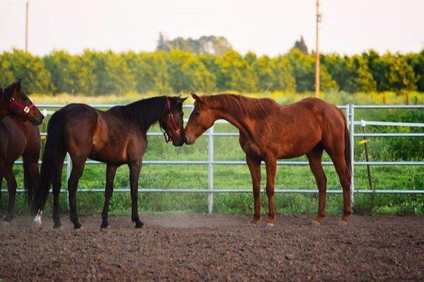 jazzy and friend getting to meet in one of our arenas