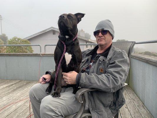 Our new rescue enjoying watching the cars drive by.