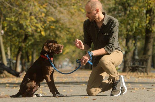 Dominik training Chocolate Lab Bandit, Crown Heights, Brooklyn