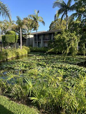 Koi pond