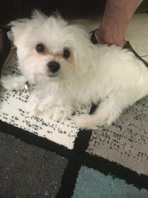 Smalls / Maltese / 8 months/ 6.8 lbs