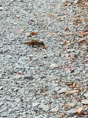 These chipmunks were cute and everywhere