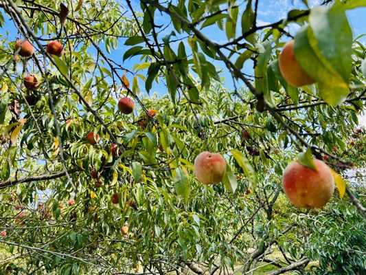 Peach trees