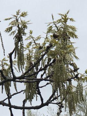 Catkins