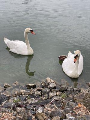 Lots of swans on the property.  Beautiful to encounter