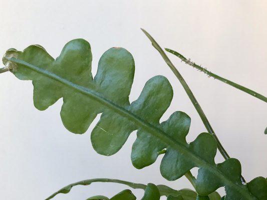 Epiphyllum anguliger  Fishbone Cactus