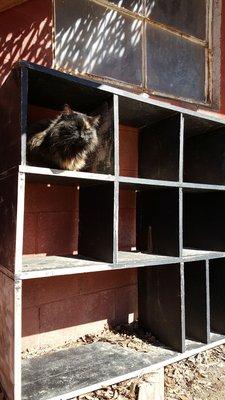 One of the three farm cats we saw