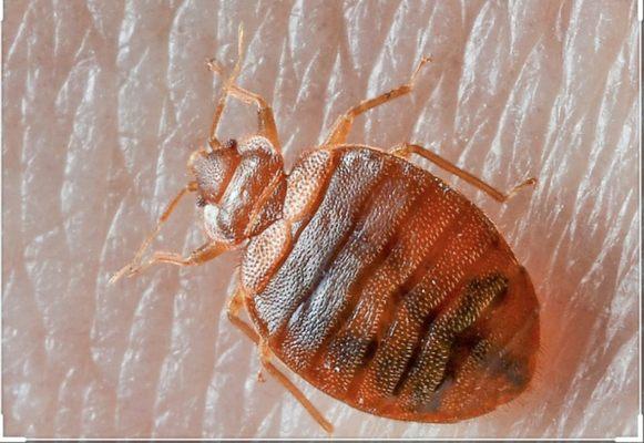 Speedy Bedbug Removal